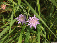 kwiat_1063