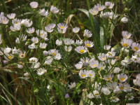 kwiat_1064