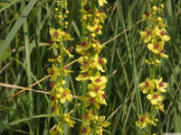kwiat_1067