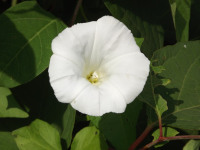 kwiat_1069
