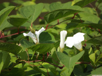 kwiat_1070