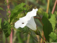 kwiat_1071