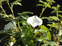 kwiat_1072