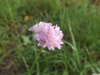 kwiat_1073