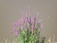 kwiat_1076