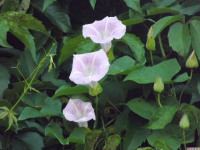 kwiat_1077