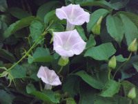 kwiat_1078