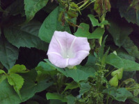 kwiat_1079
