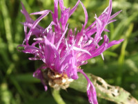 kwiat_1080
