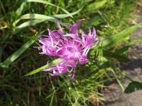 kwiat_1081