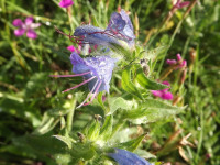 kwiat_1083