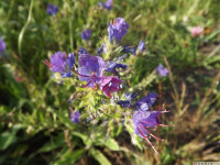 kwiat_1084