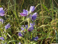 kwiat_1086