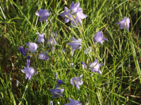 kwiat_1088
