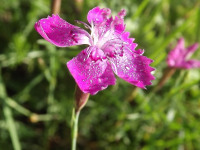 kwiat_1089