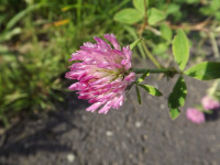 kwiat_1091