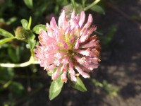 kwiat_1092