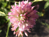 kwiat_1093