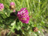 kwiat_1094