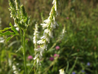 kwiat_1096