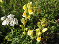 kwiat_1097