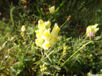 kwiat_1098