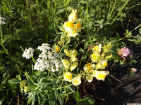 kwiat_1099