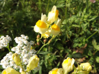 kwiat_1100