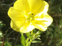 kwiat_1101