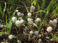 kwiat_1102
