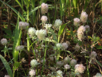 kwiat_1103