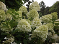 kwiat_1106