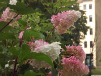 kwiat_1109