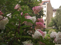 kwiat_1110