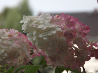 kwiat_1112