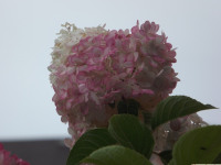 kwiat_1113