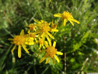 kwiat_1116