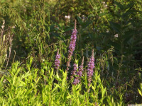 kwiat_1117