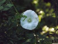 kwiat_1120