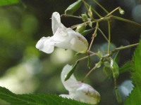 kwiat_1123