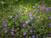 kwiat_1124