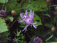 kwiat_1127