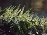 kwiat_1128