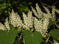 kwiat_1131