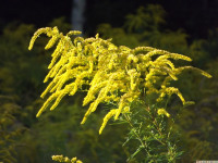 kwiat_1135