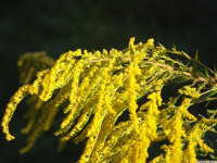 kwiat_1136
