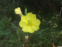 kwiat_1138