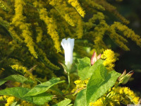 kwiat_1139