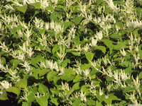 kwiat_1140