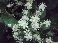 kwiat_1142